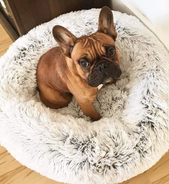 Calming pet bed - Givemethisnow