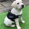 Personalised No Pull Dog Harness - Givemethisnow