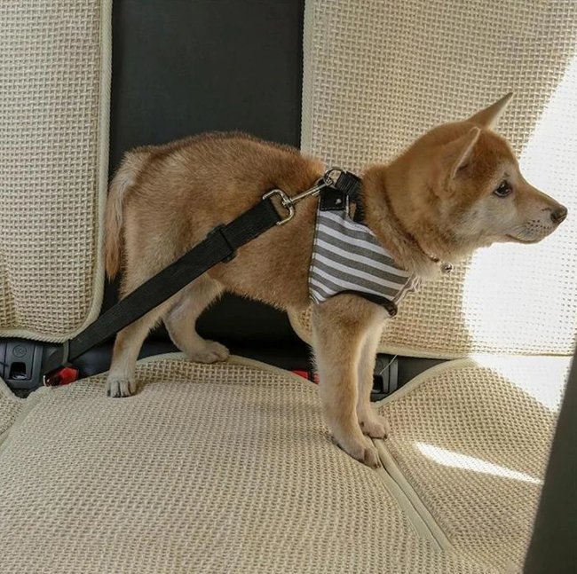 Rated Pet Safety Belt - Givemethisnow