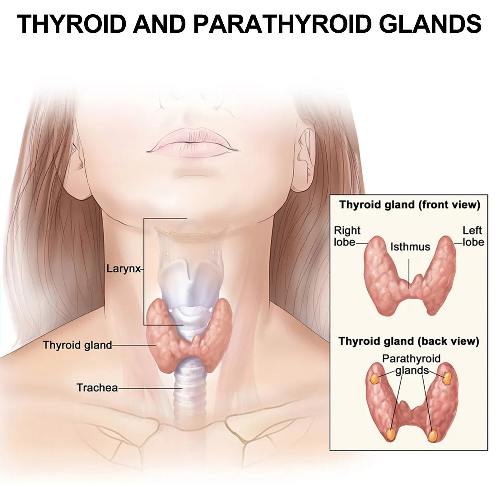 Thyroid Gland Lymph Nodes Patches - Givemethisnow