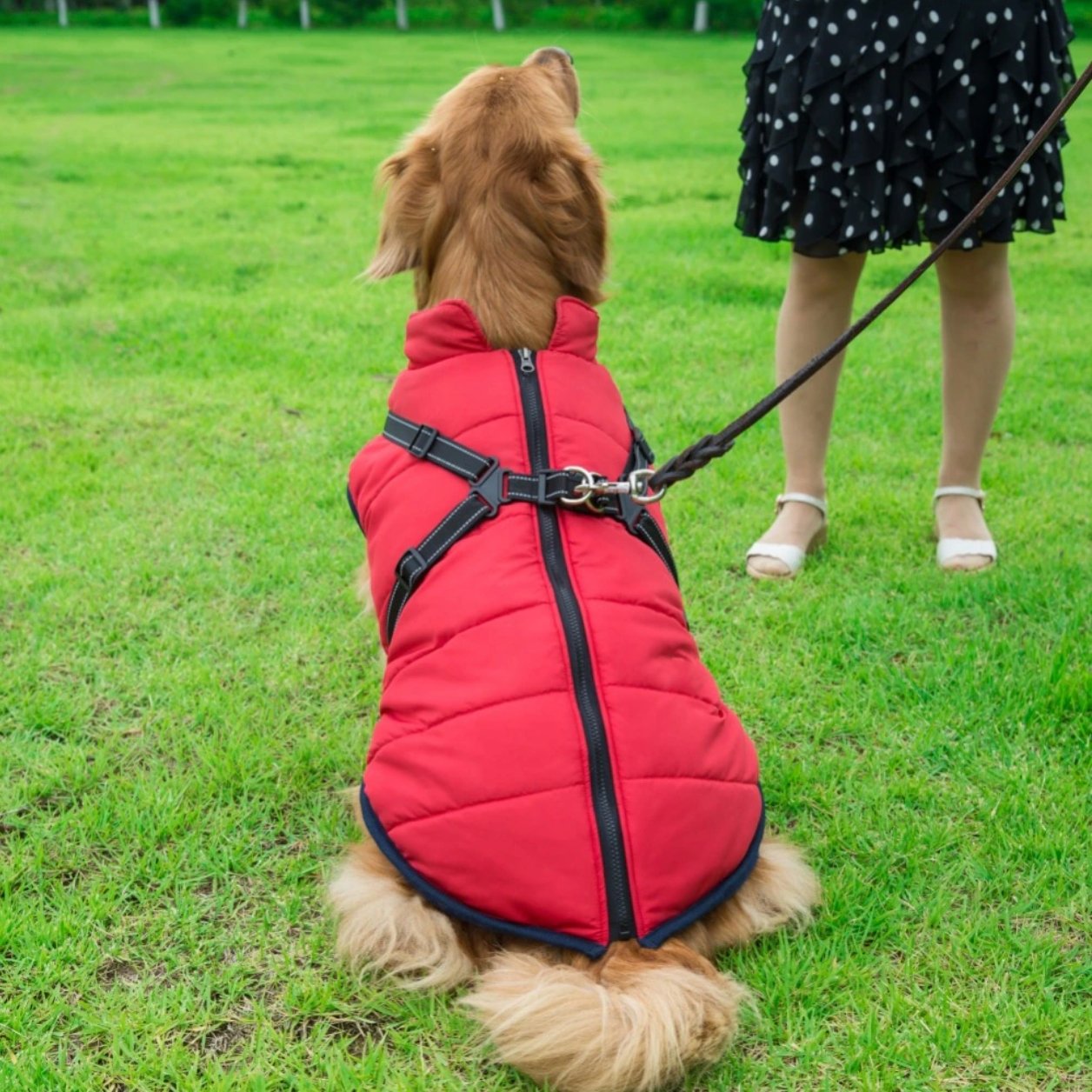 Waterproof Winter Jacket with Built-in Harness - Givemethisnow